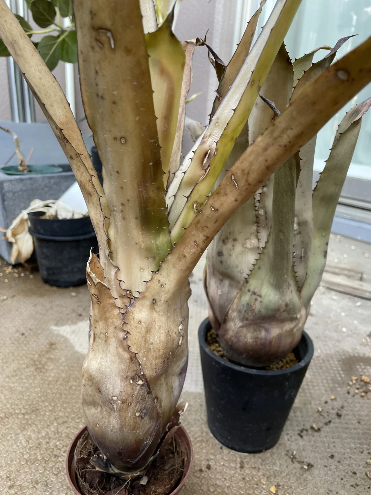 ホヘンベルギア　寒さ　ダメージ