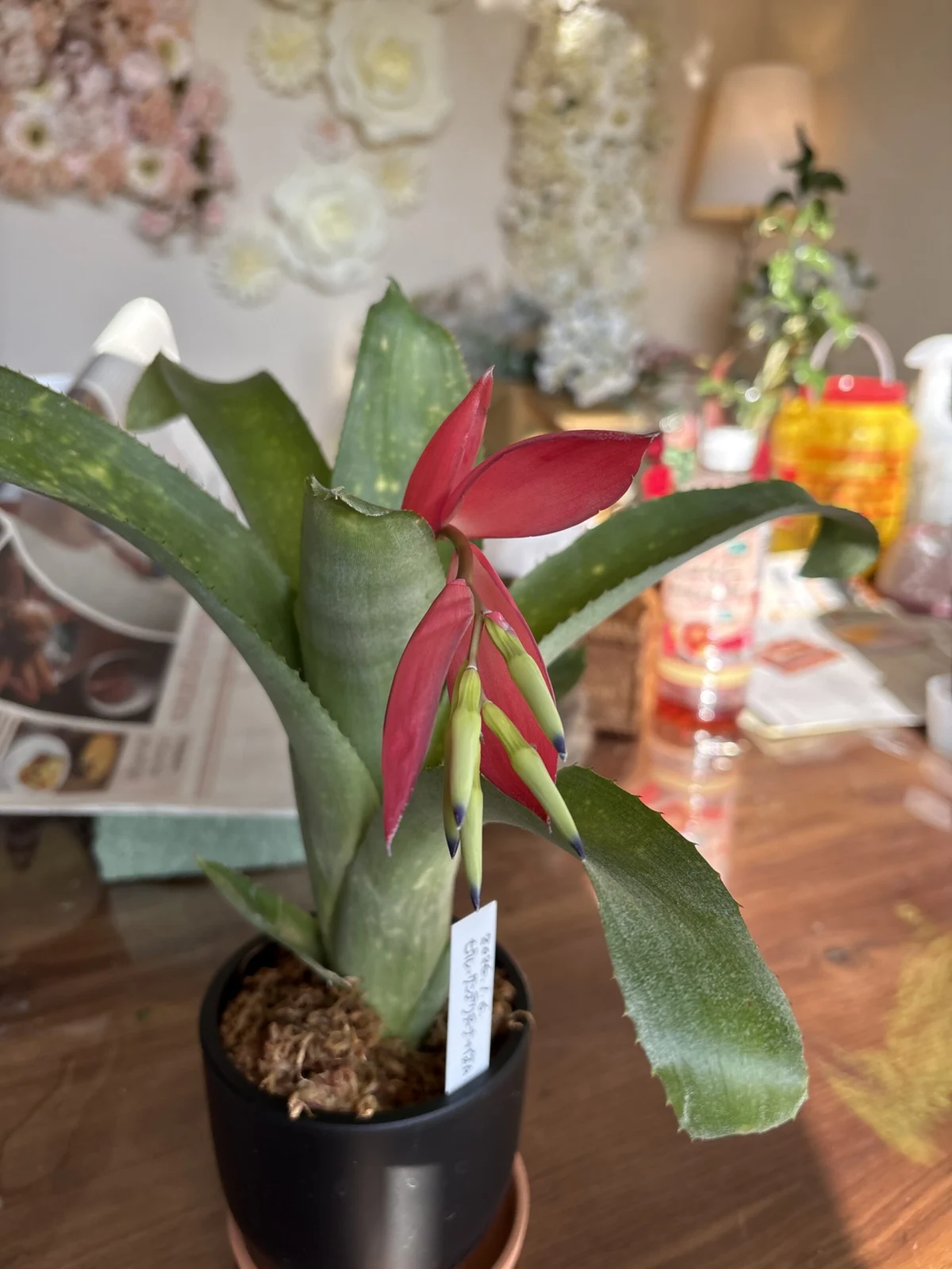 ビルベルギア　サンデルシーとなにか