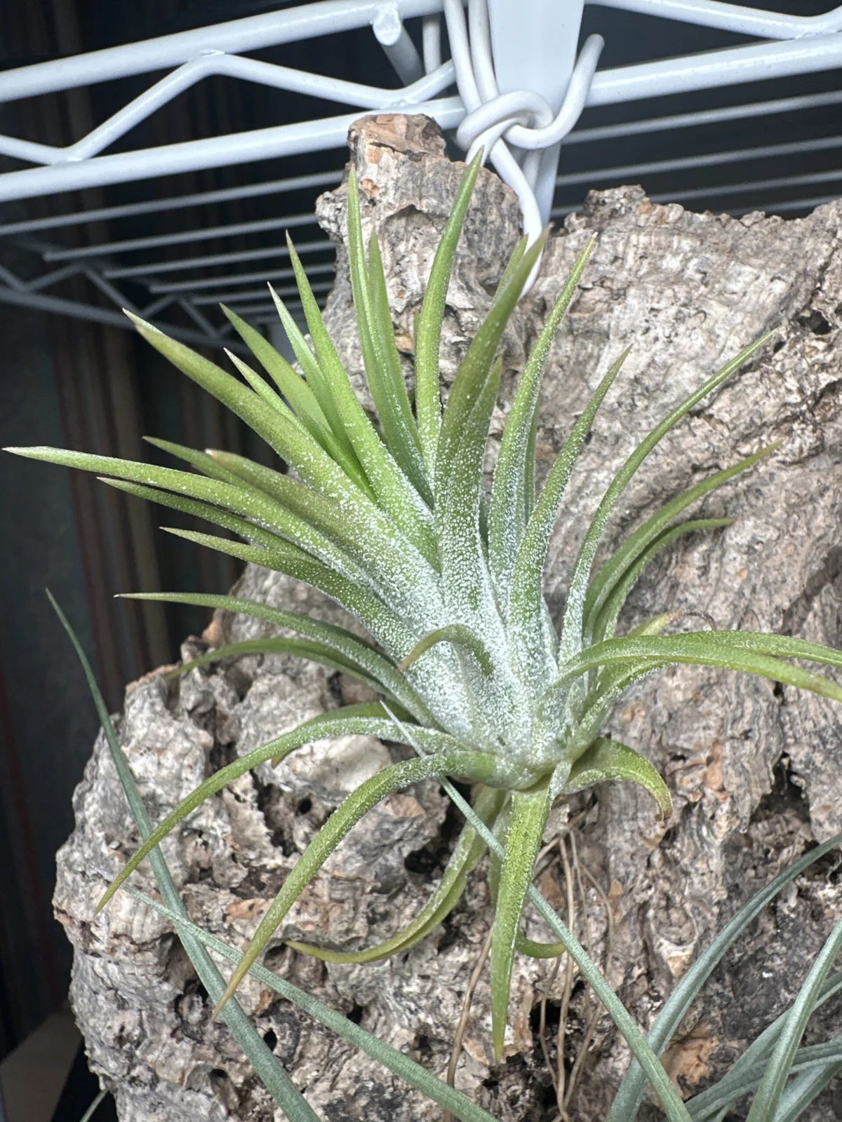 イオナンタ　ドゥルイド　ティランジア