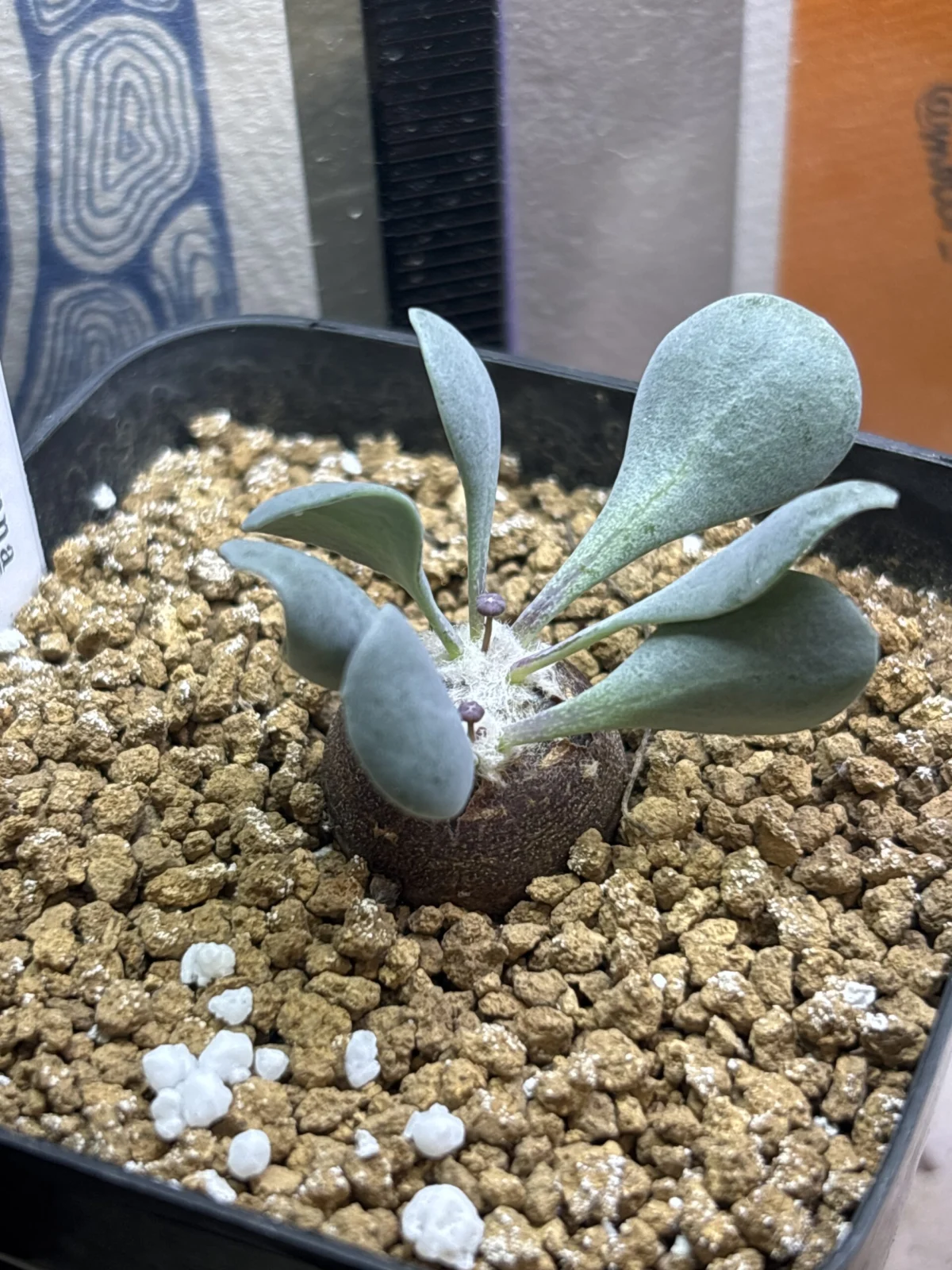 オトンナ ピグマエア 花?