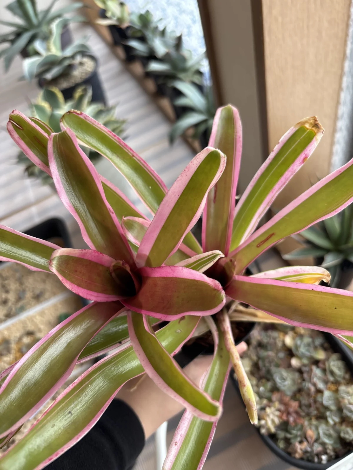 ネオレゲリア　ファイアーボール