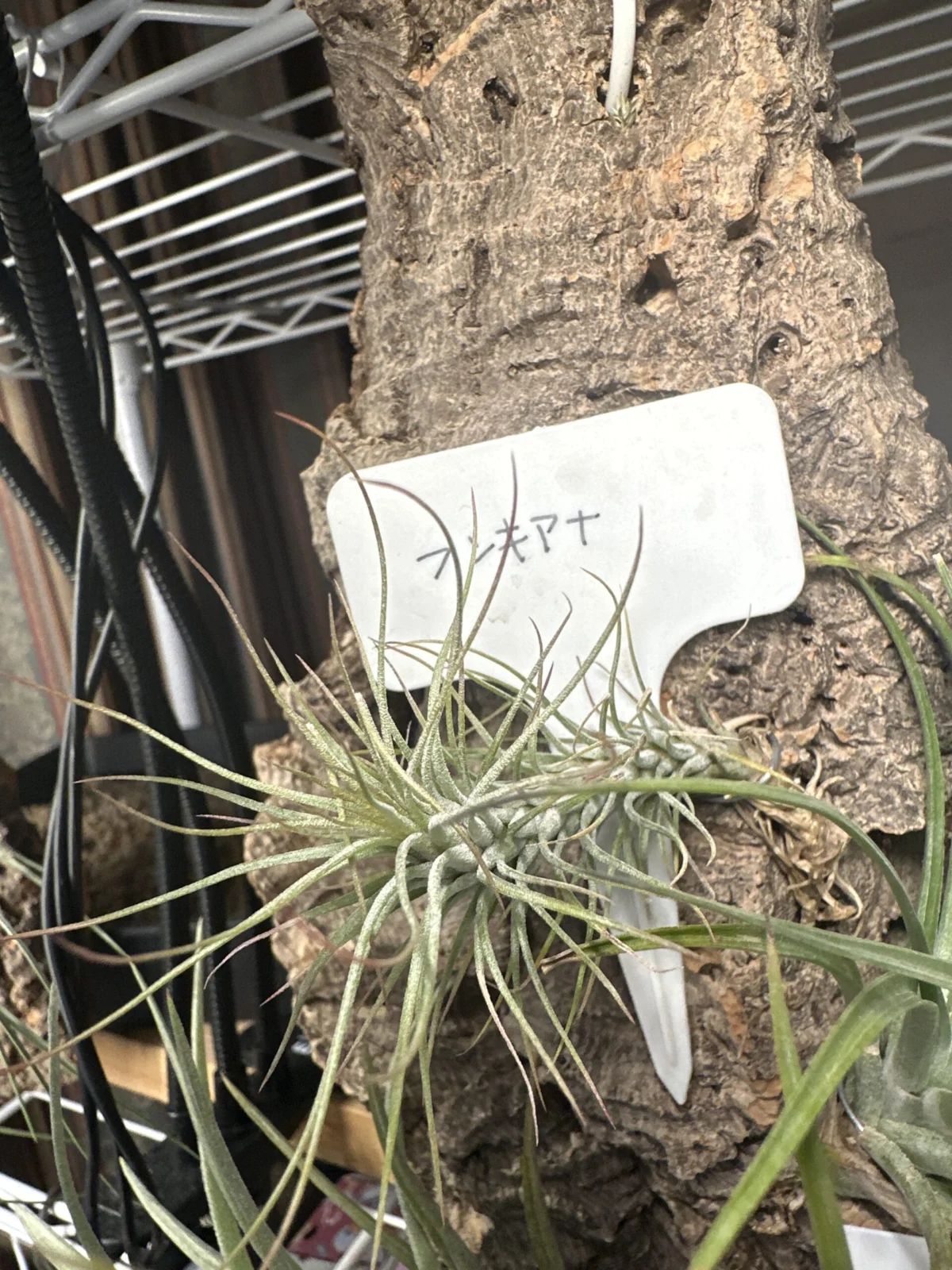 フンキアナ　ティランジア