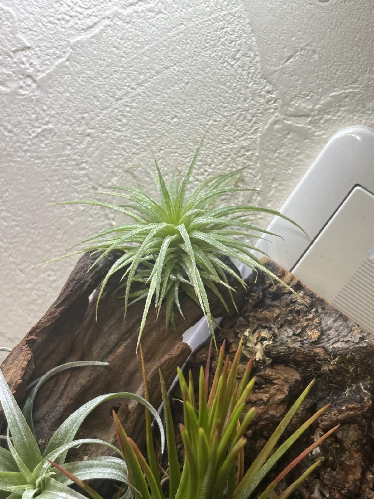 ティランジア　？？