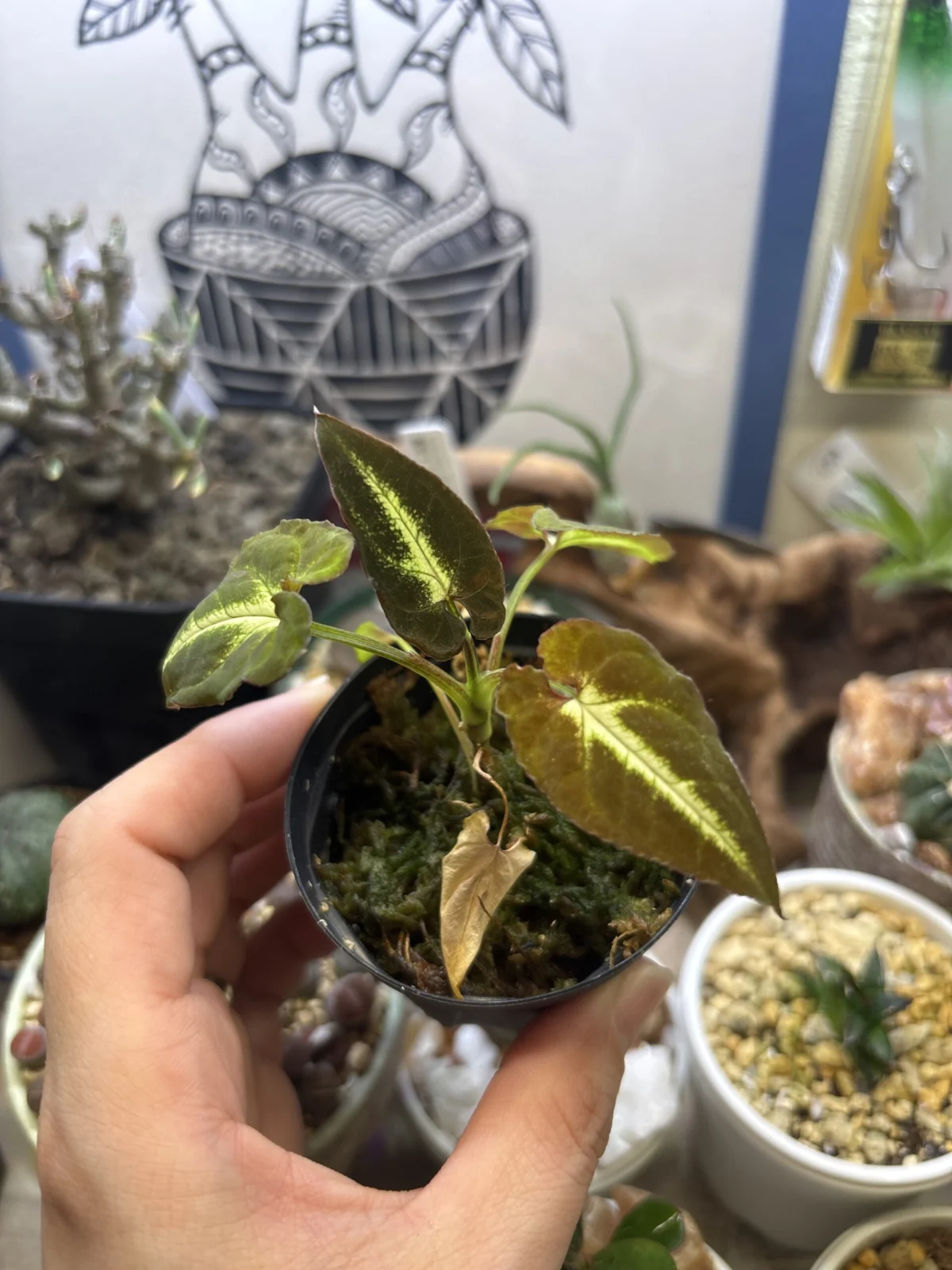 シンゴニウム　レイアイ