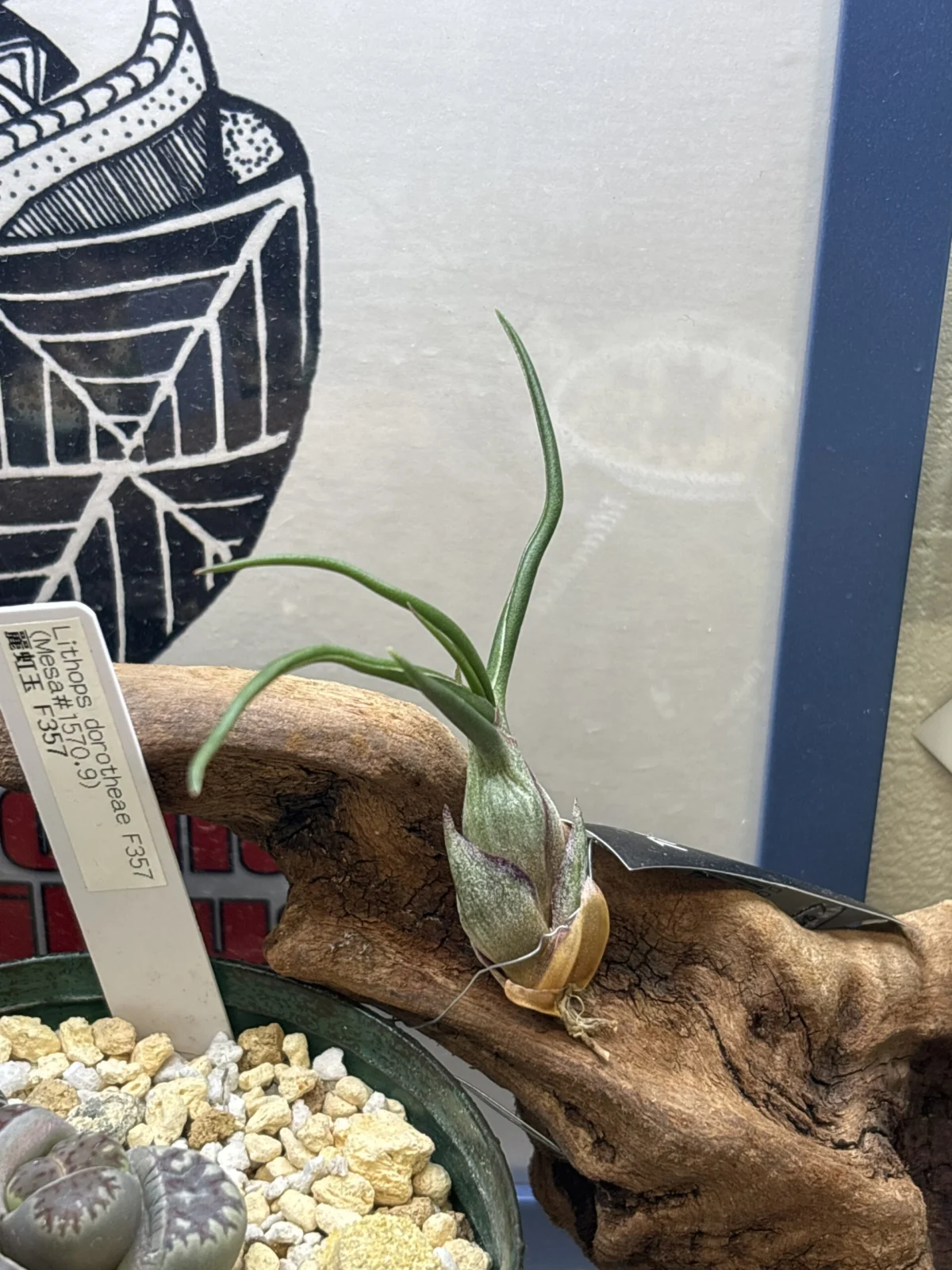 ティランジア　ブルボーサ