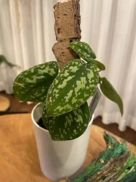 スキンダプサス　トリコロール