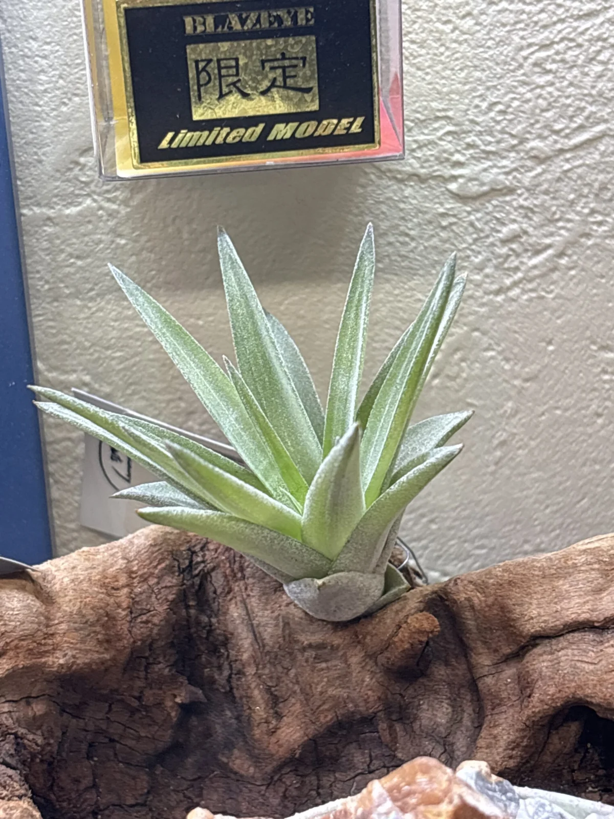 ティランジア　ベルチナ