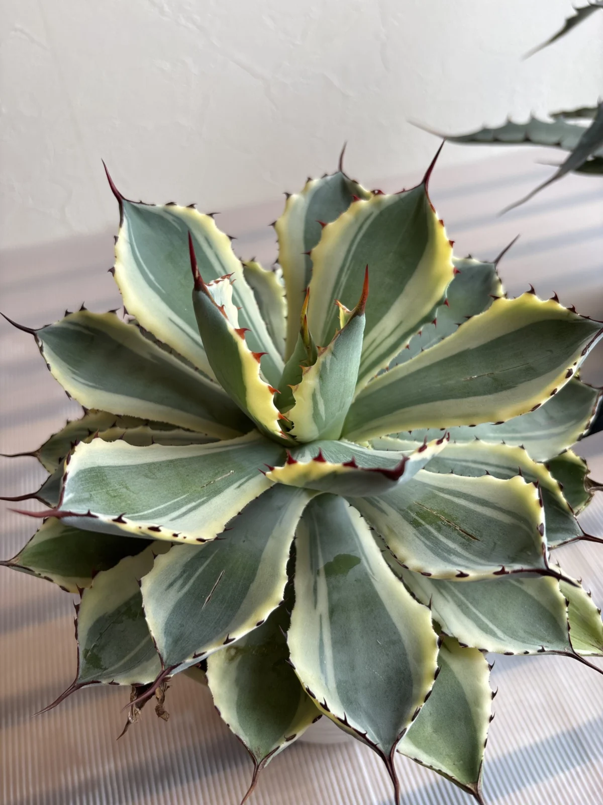 アガベ　吉祥冠錦（きっしょうかんにしき）　ホムセン