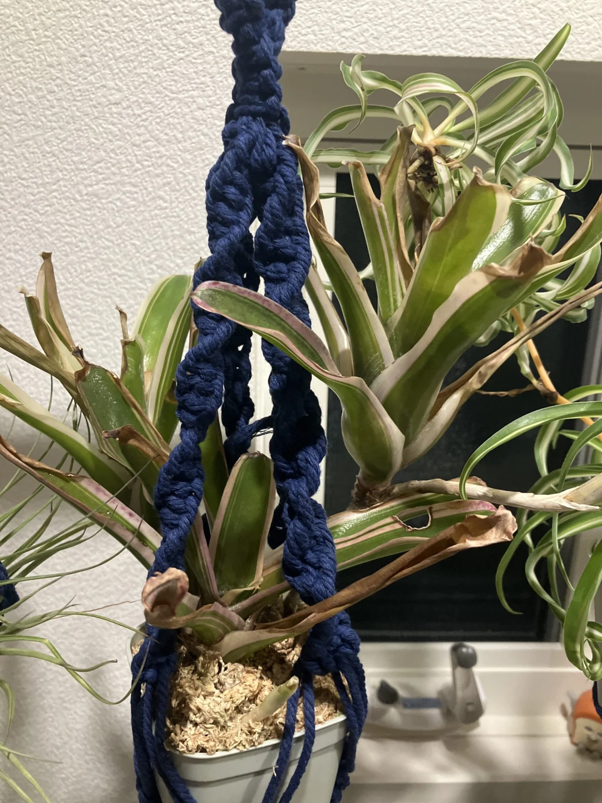 ネオレゲリア　ファイアーボール