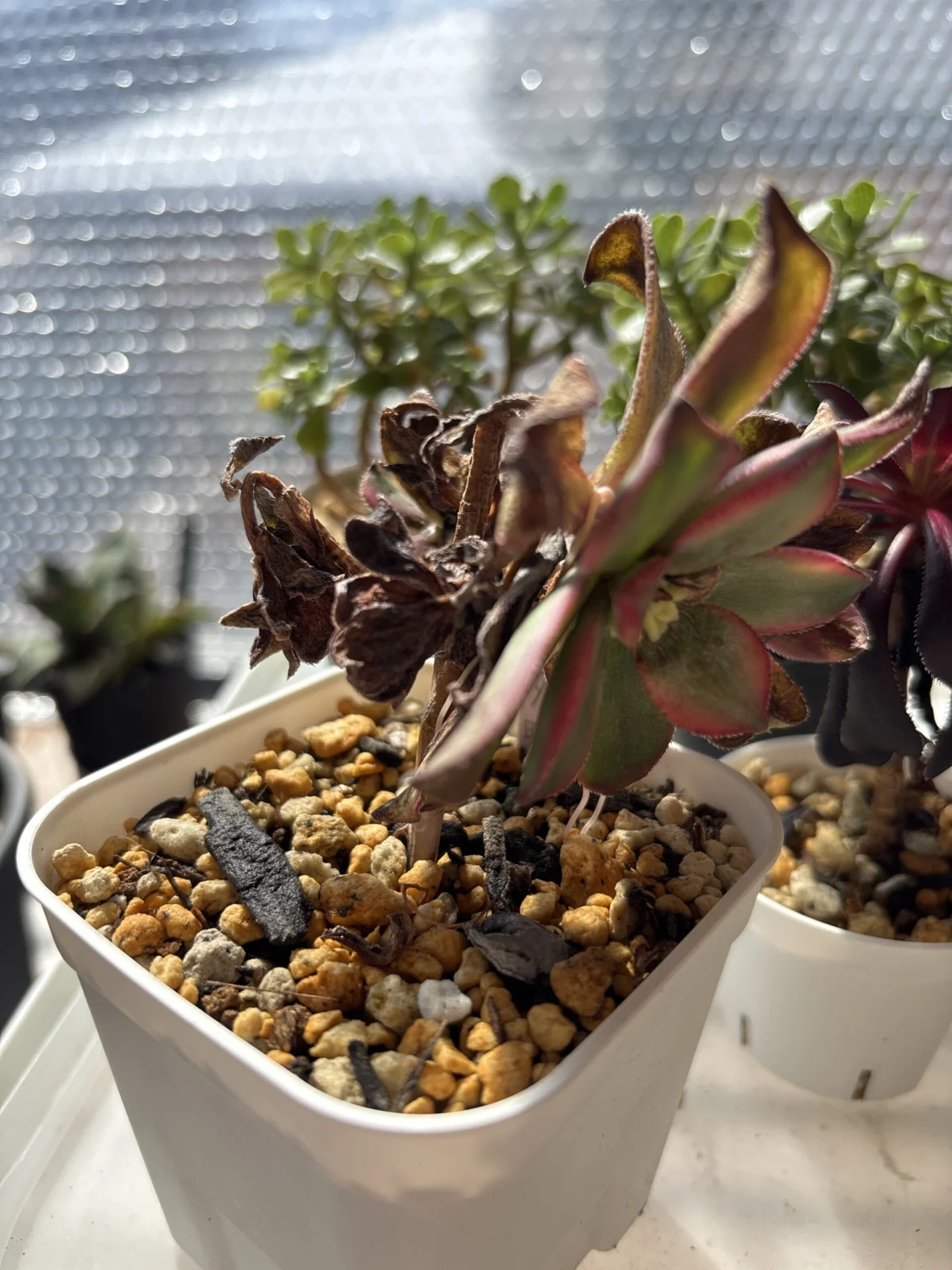 アエオニウム　夕映　ホムセン　凍傷