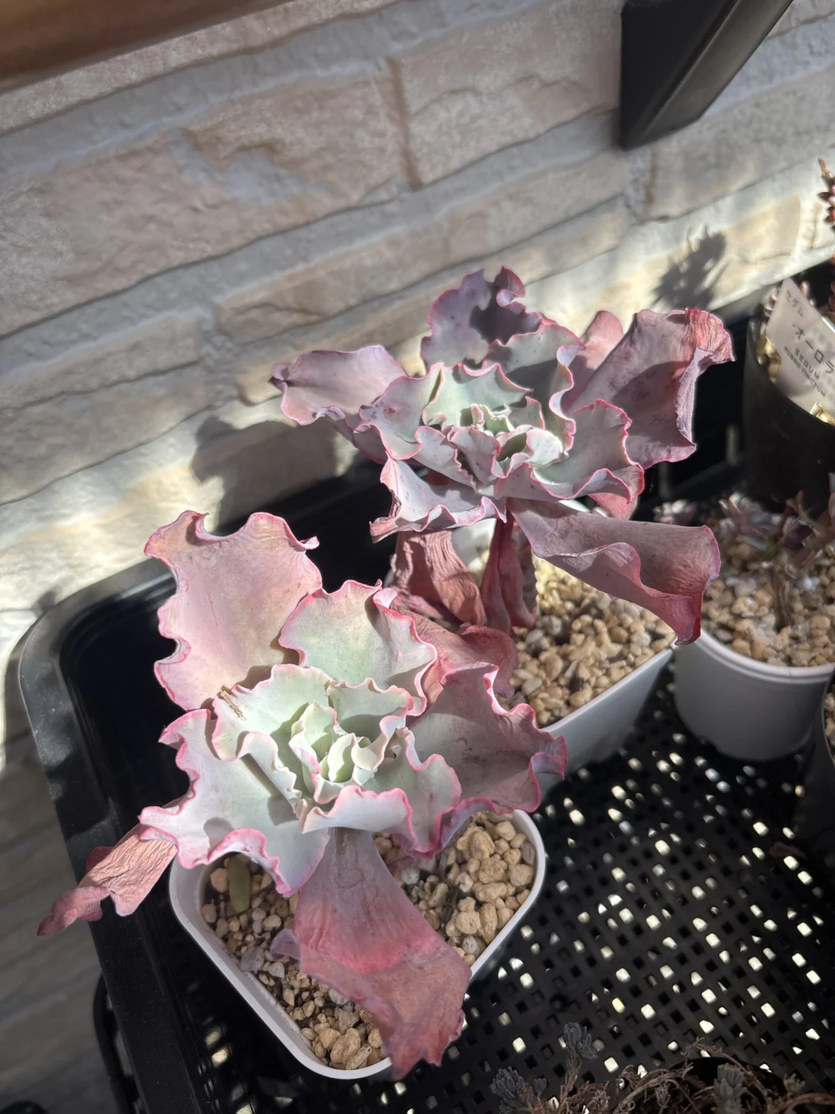 エケベリア　高砂の翁　たかさごのおきな　ホムセン