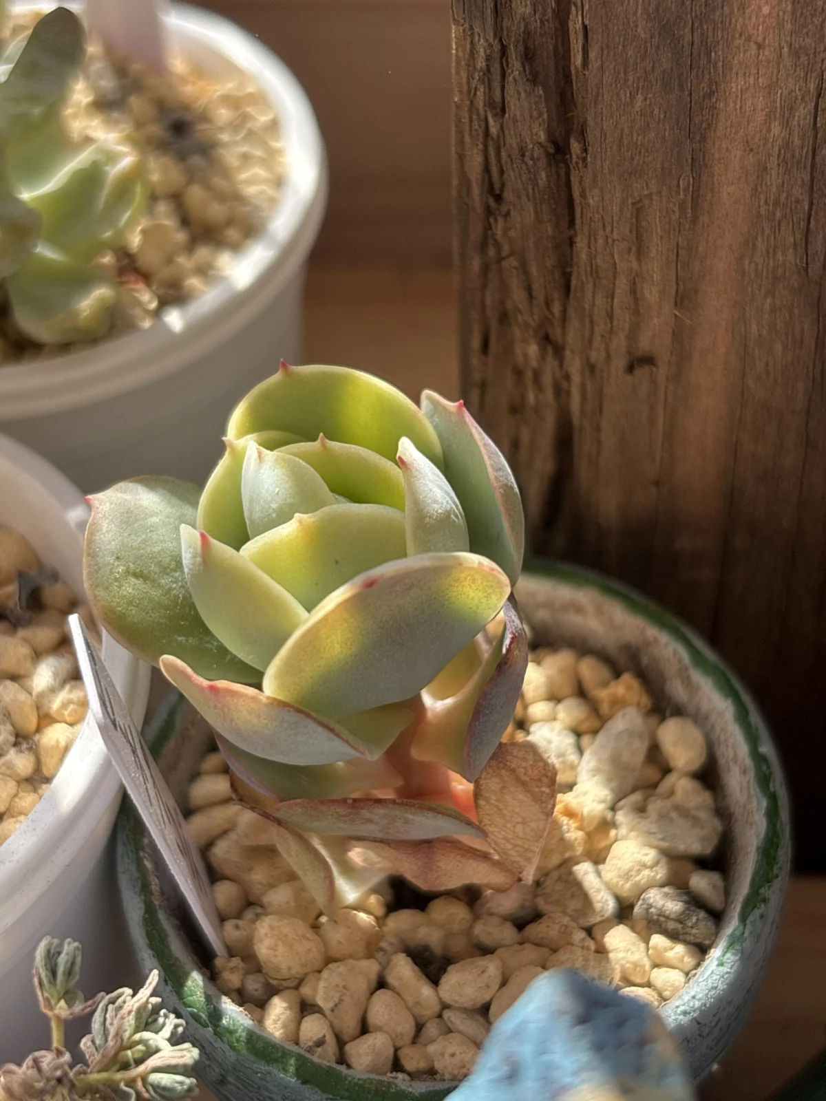 エケベリア　ピーチプリデ　ホムセン