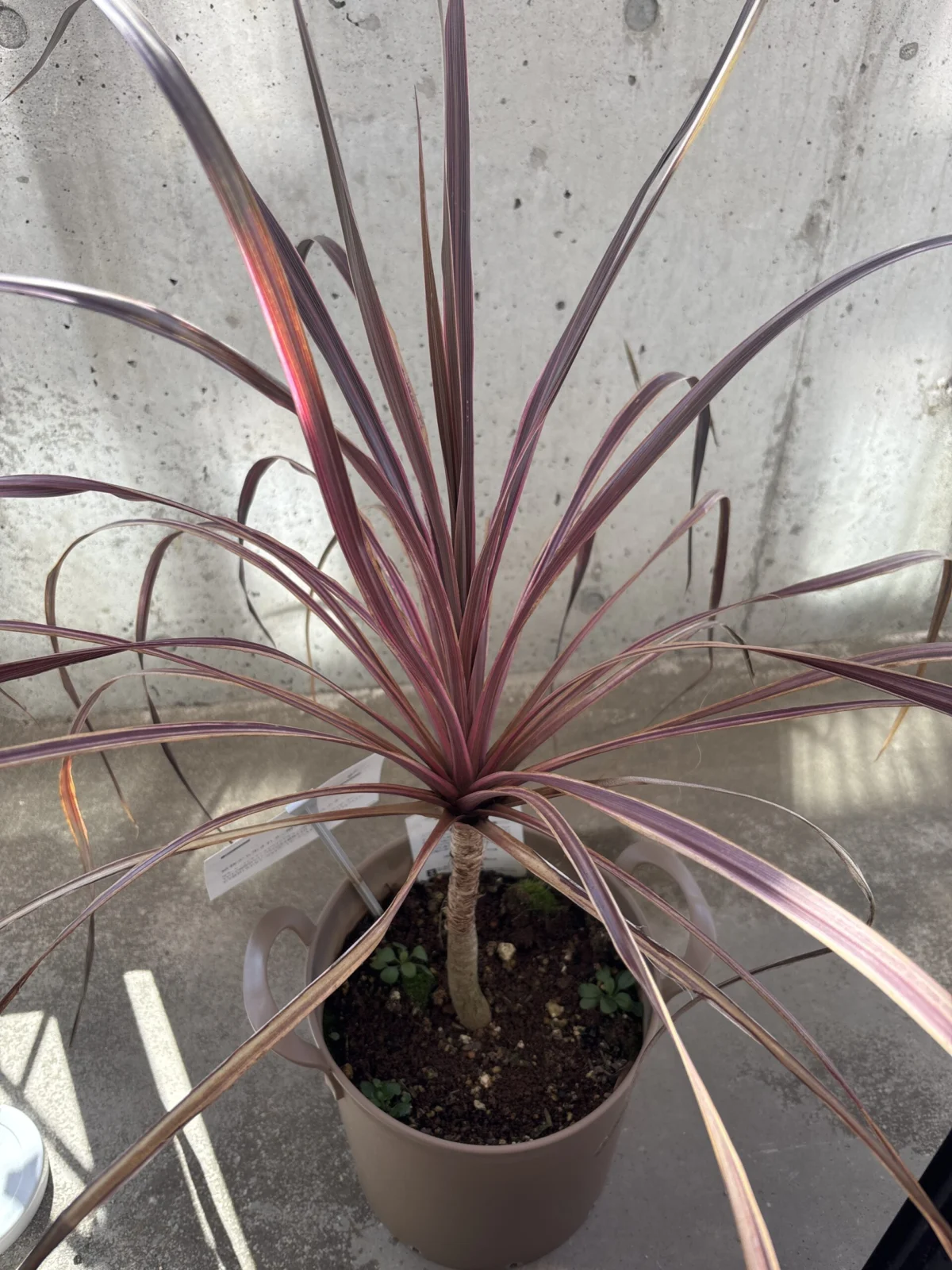 コルジリネ サルサ ホムセン