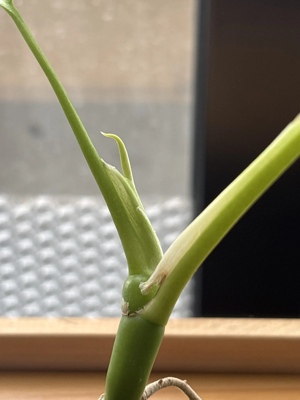 ラフィドフォラ　テトラスペルマ　ホムセン