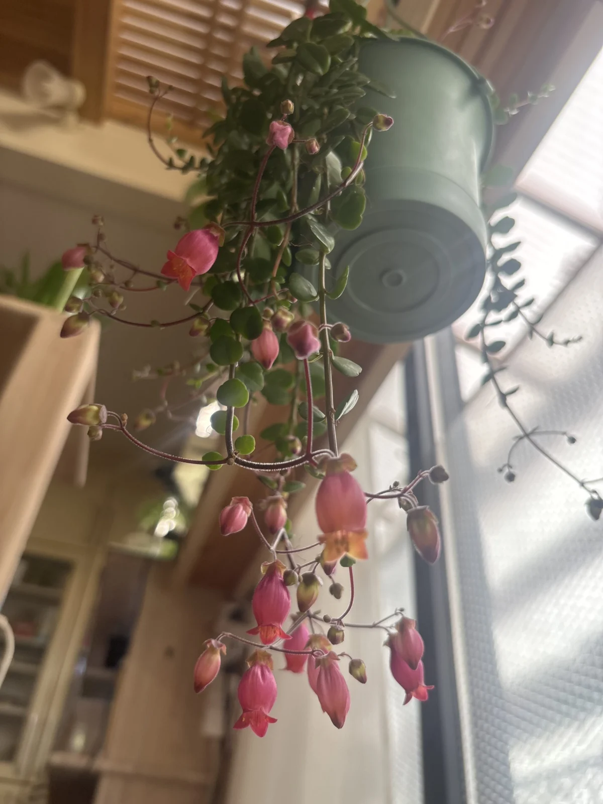 カランコエ　フィフィ