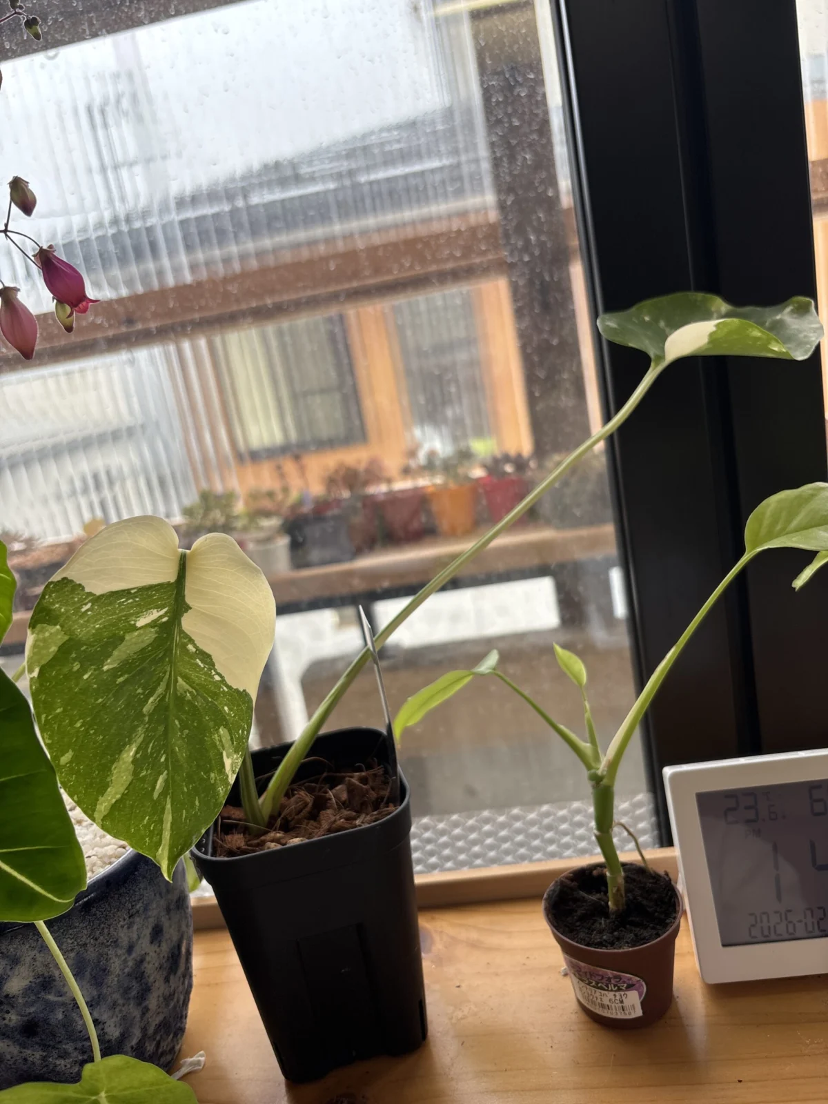 モンステラ　デリシオーサ　タイコンステレーション　ホムセン