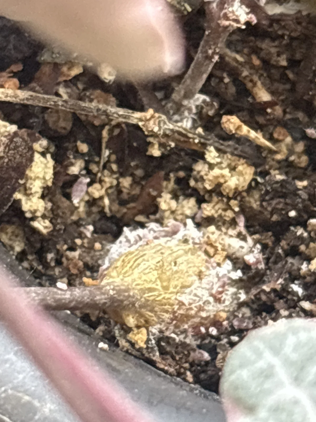 ハートカズラ カイガラムシがいっぱい