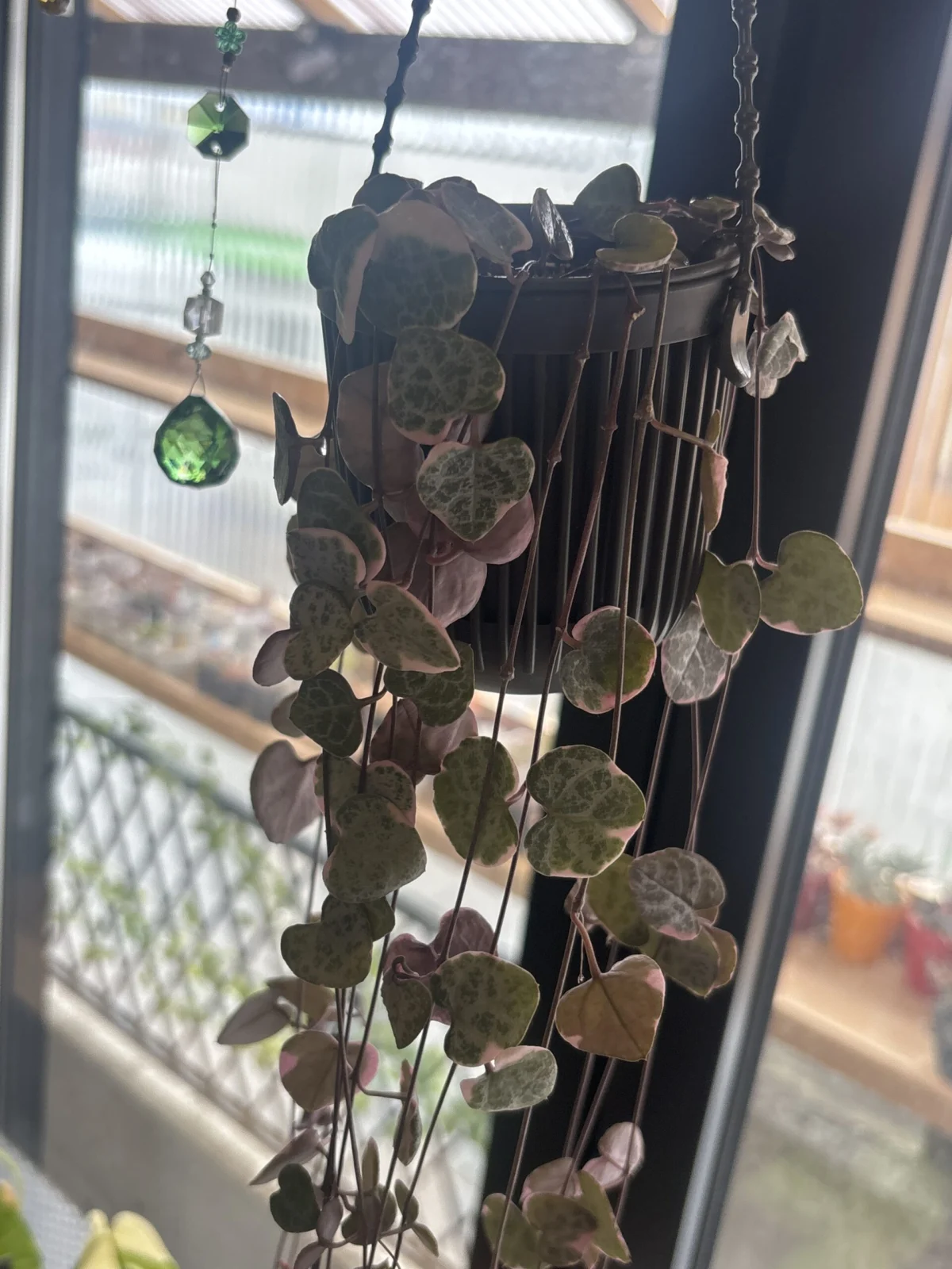 セロペギア　ハートカズラ　ホムセン