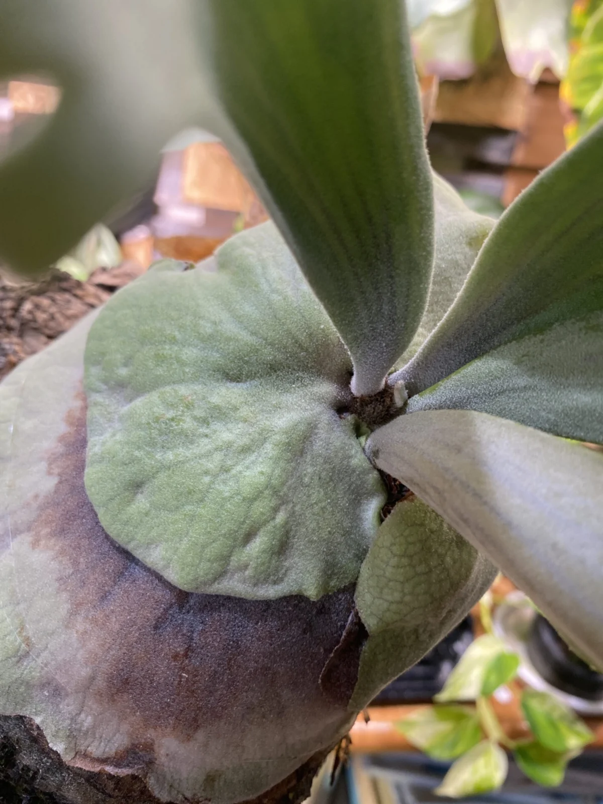 ビカクシダ ウィリンキー