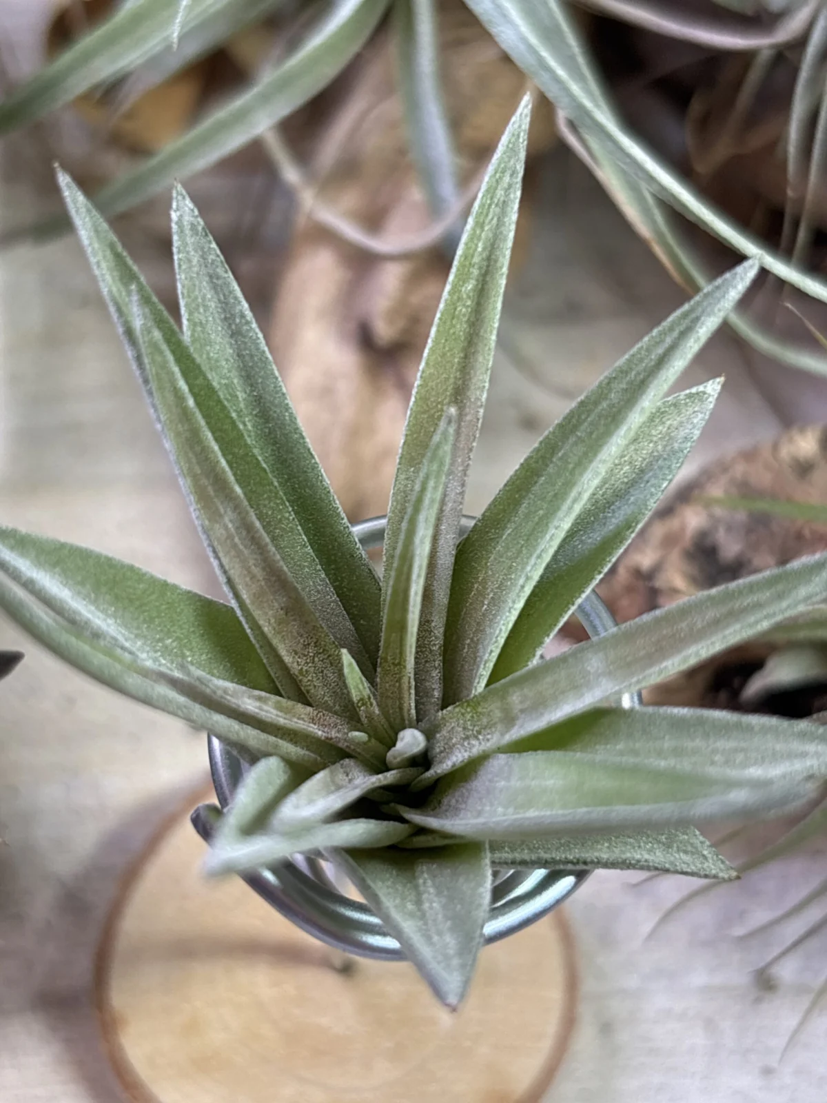 ティランジア　ベルチナ　葉焼け？病気？Part２