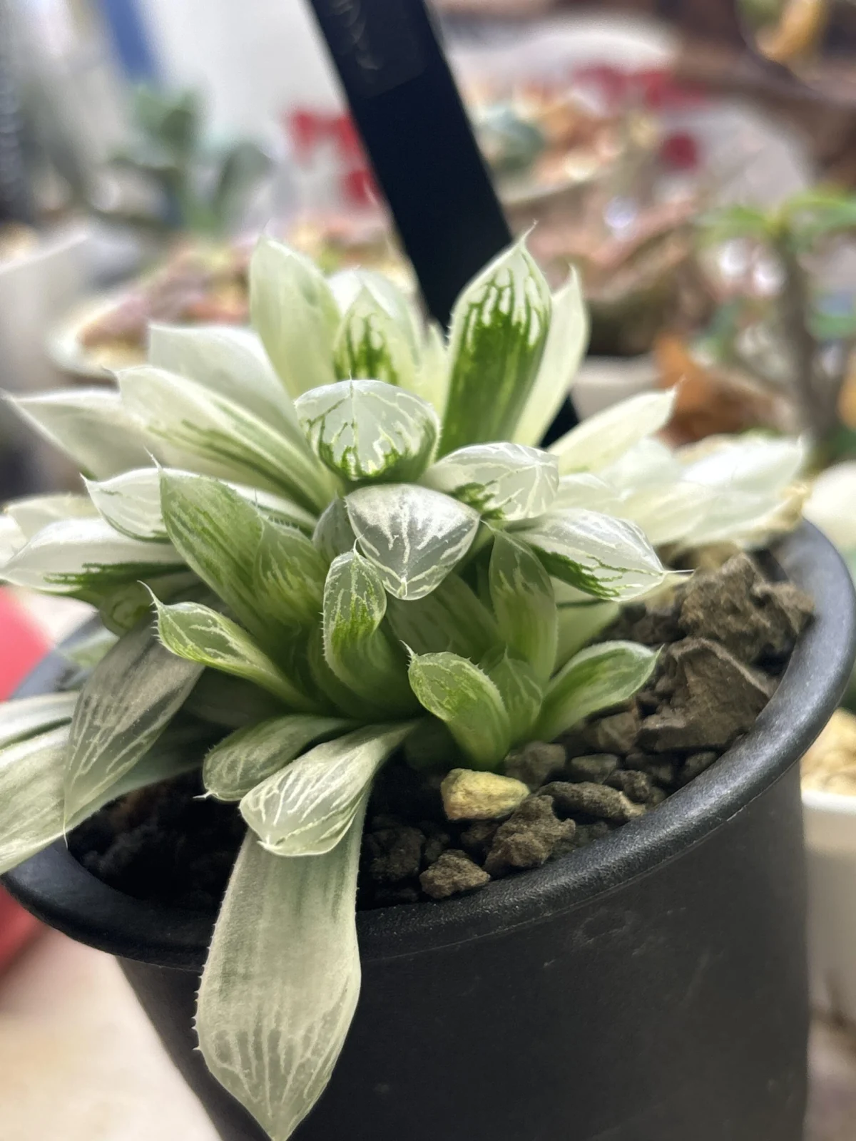 ハオルチア　アイススプライト　ホムセン