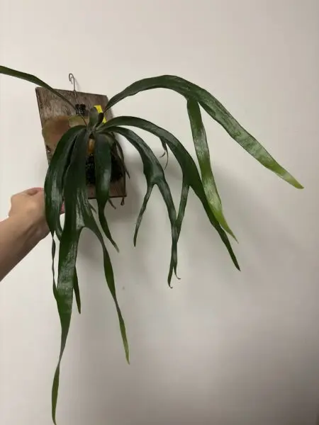 ビカクシダ リトルキティ