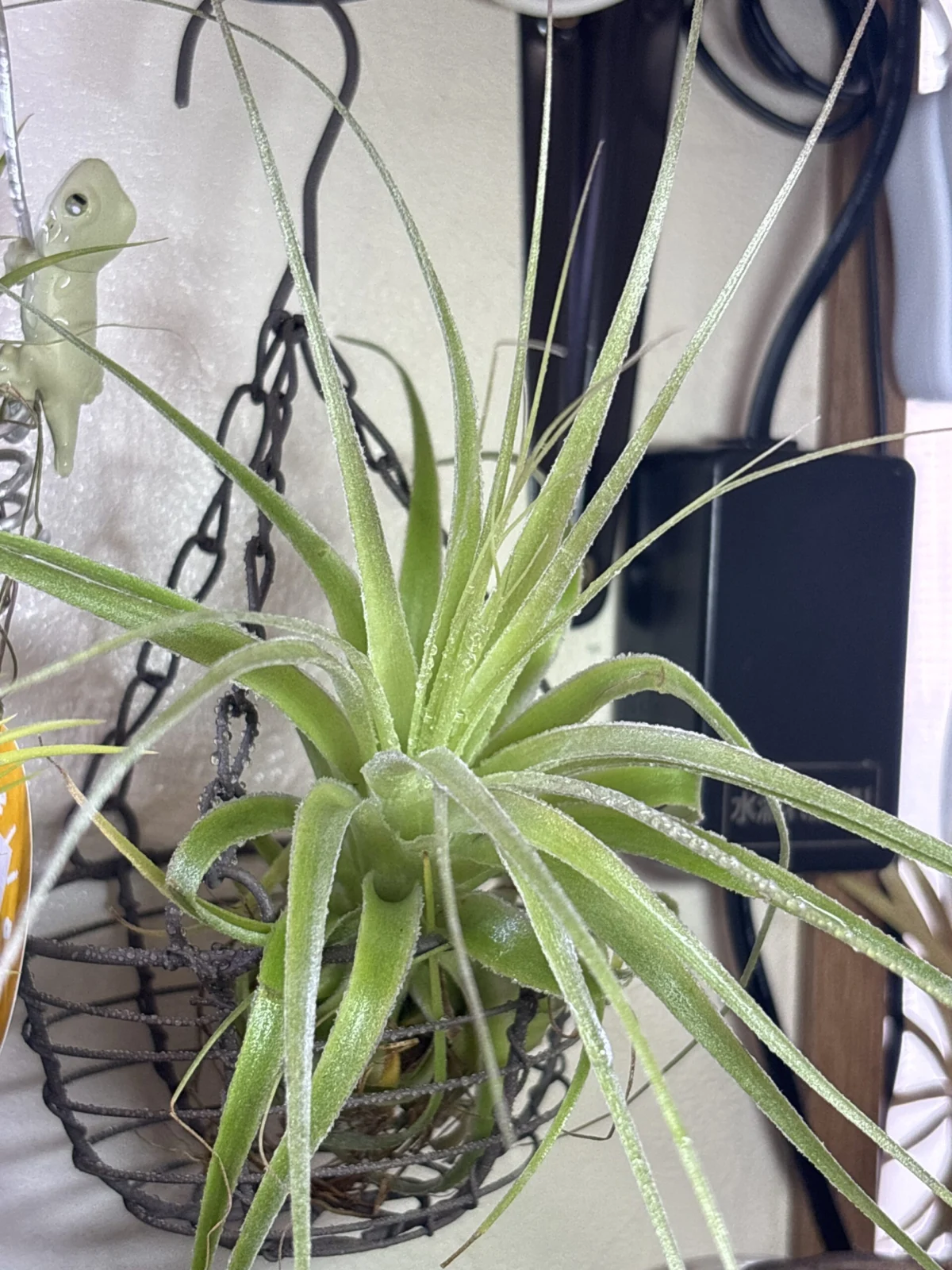 ティランジア　ガルドゥネリー　（T.ガーネリー）