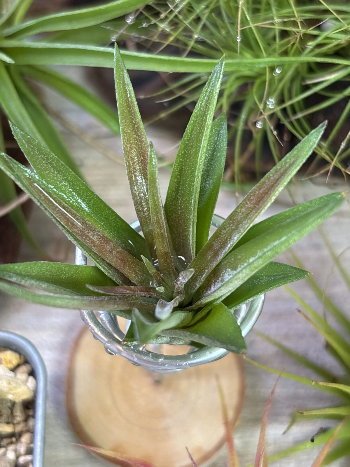 ティランジア　ベルチナ　葉焼け？Part３