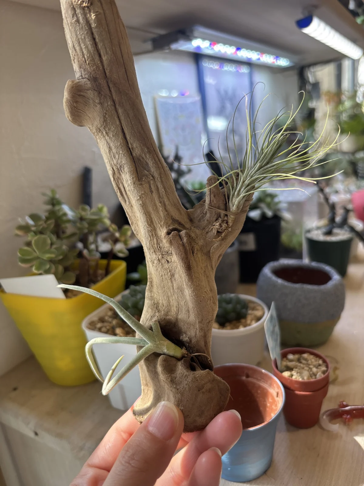 ティランジア　グラブリオール　＆　フンキアナ