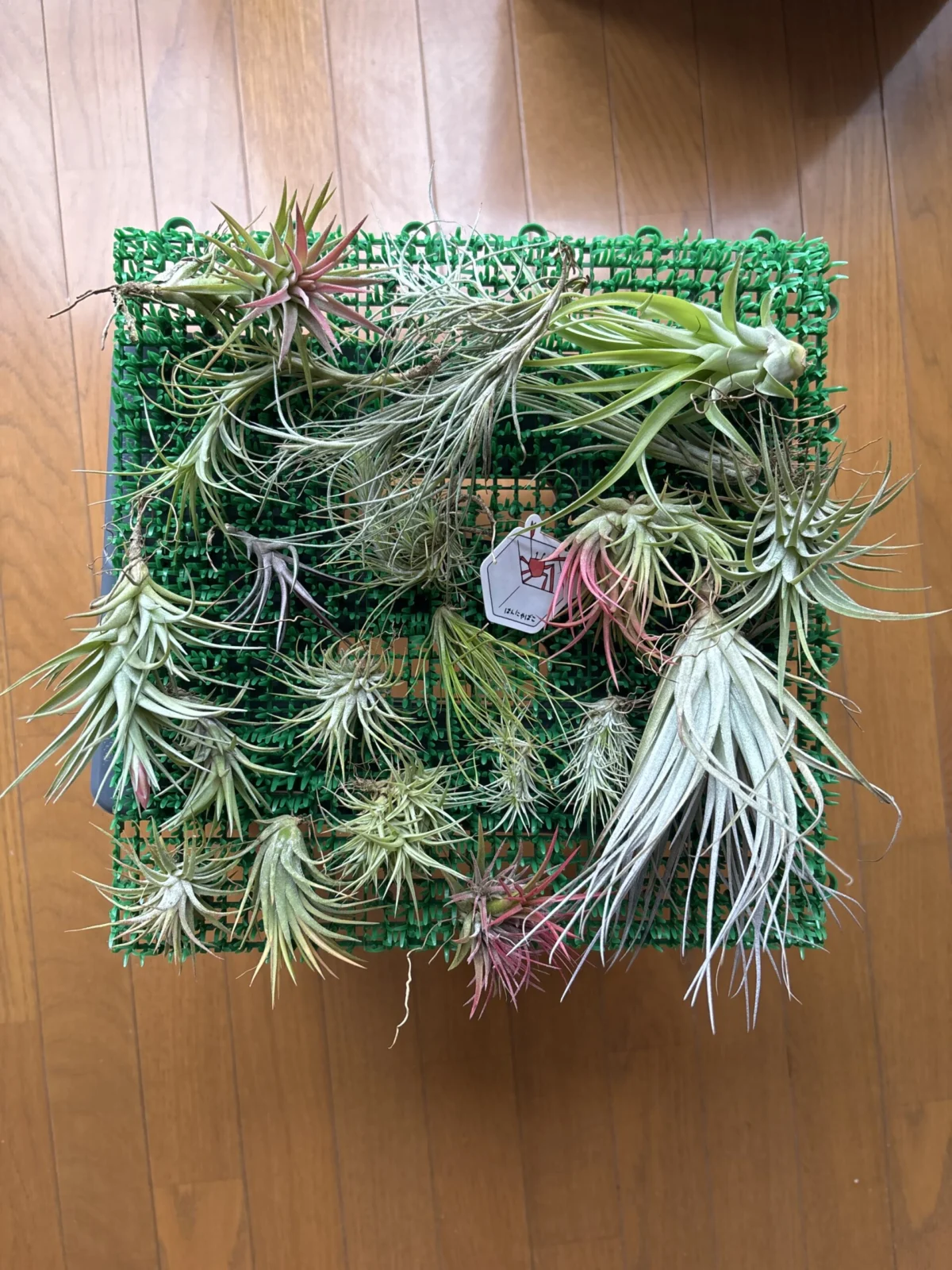 ティランジア 般若さんのお片づけ箱