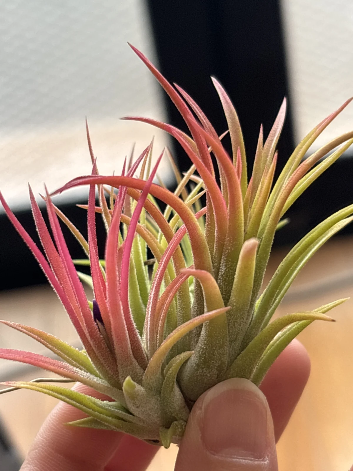 ティランジア ? 般若箱