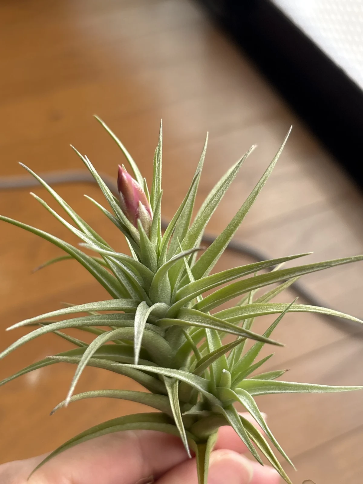 ティランジア ? 般若箱