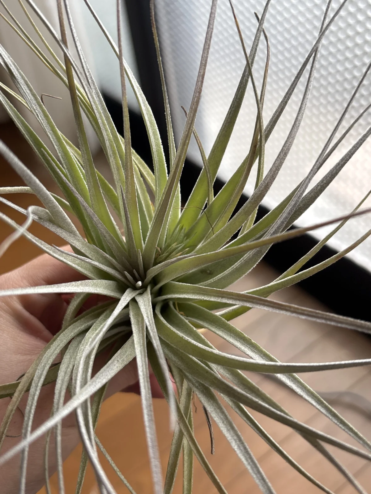 ティランジア ? 般若箱