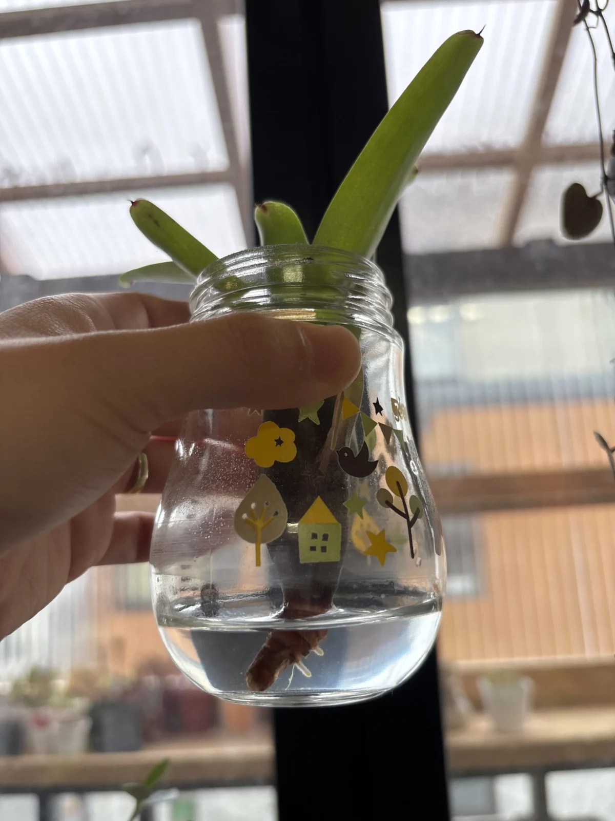 ネオレゲリアsp 無事発根