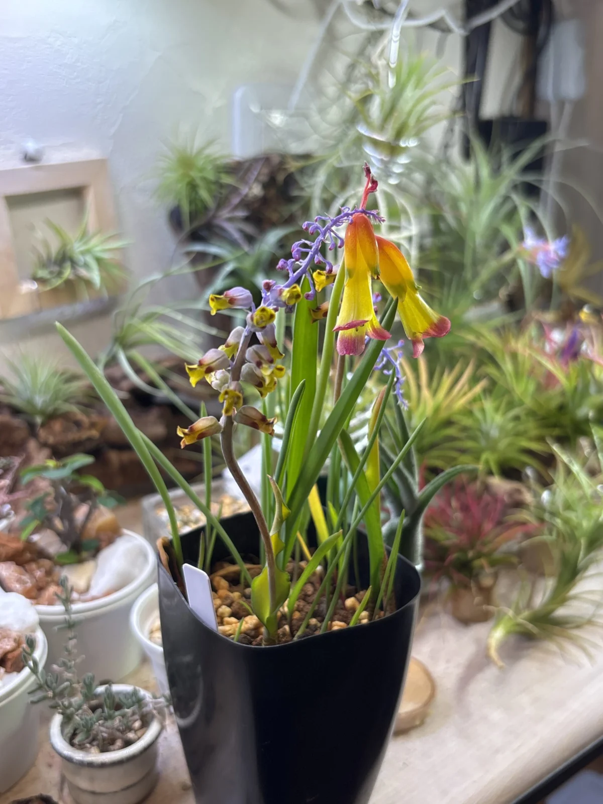 ラケナリア　クオドリカラー（黄）　ムタビリス（青紫）