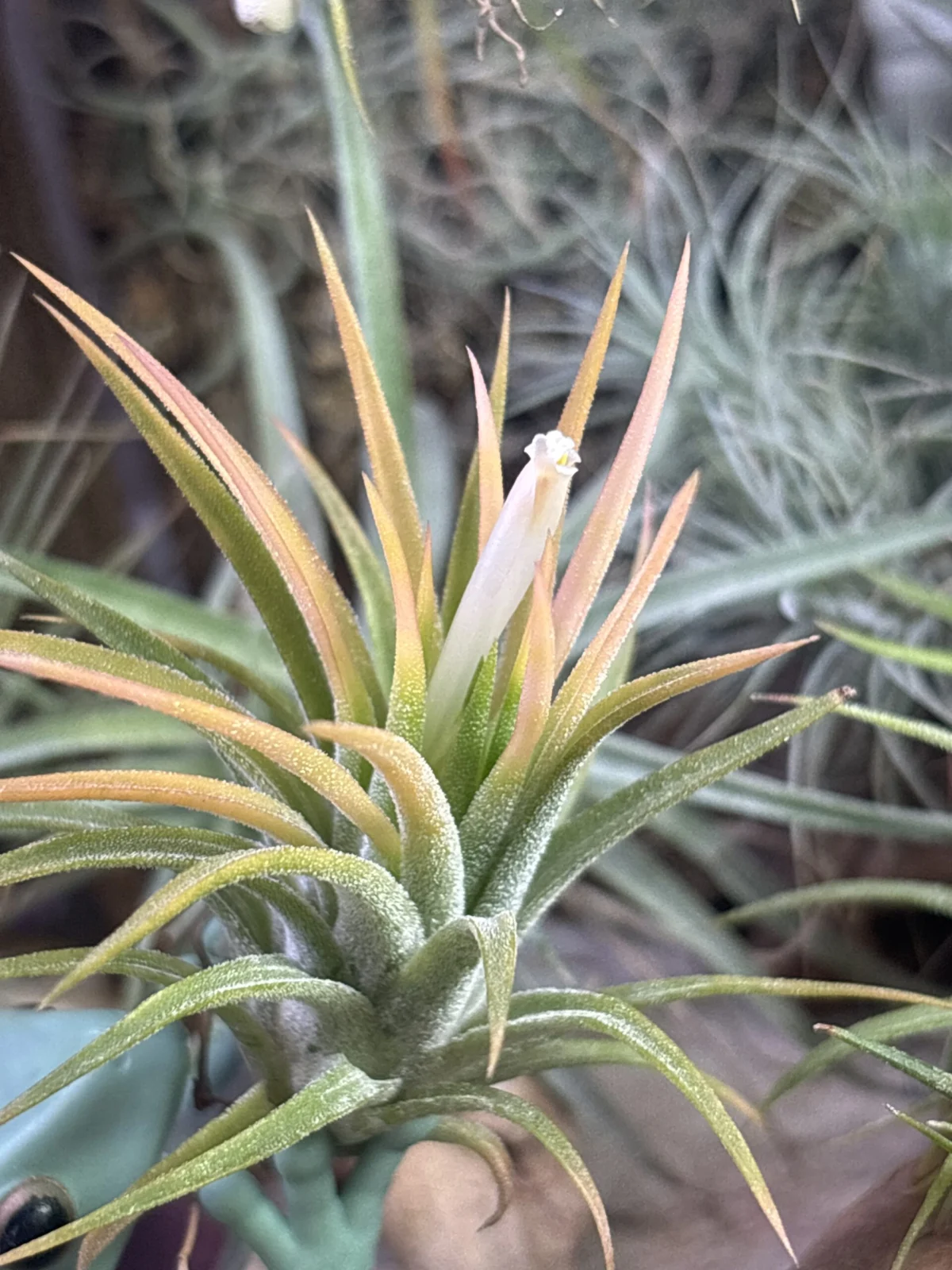 ティランジア　イオナンタ　ドゥルイド？　般若箱