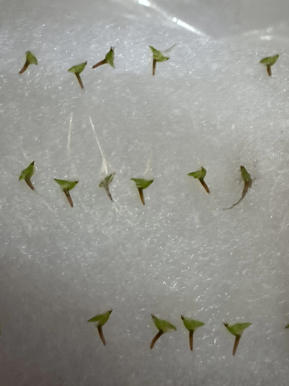 ティランジア　アンドレアナと何か　経過観察