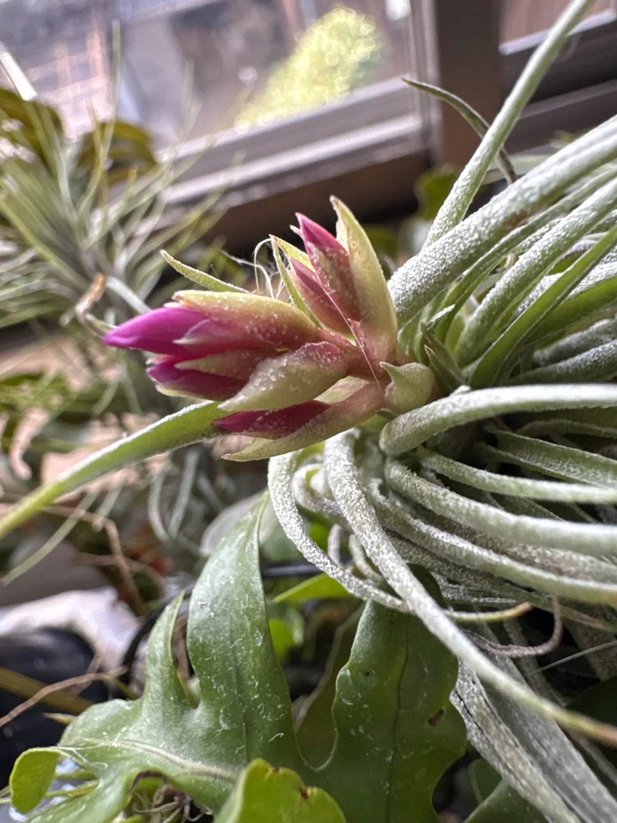 ティランジア　ゲミニフローラ✖︎スプレンゲリアナ