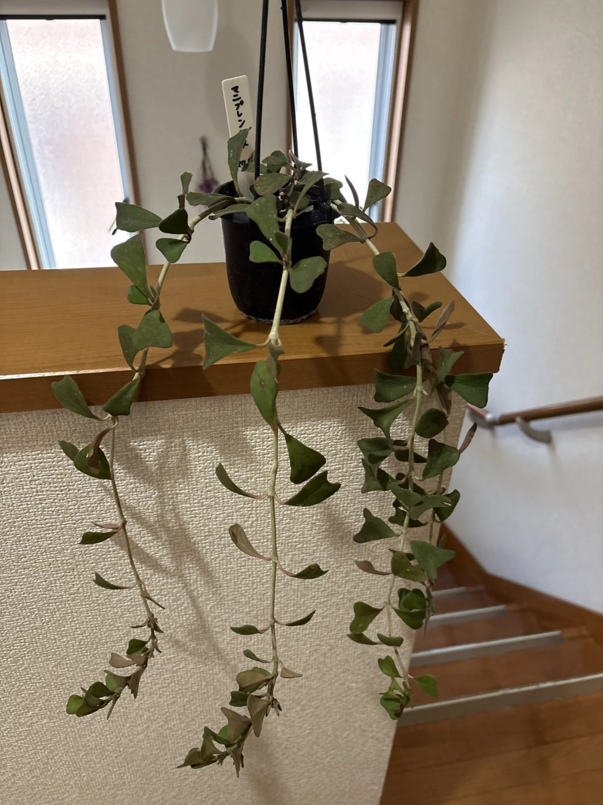 ホヤ　マニプレンシス