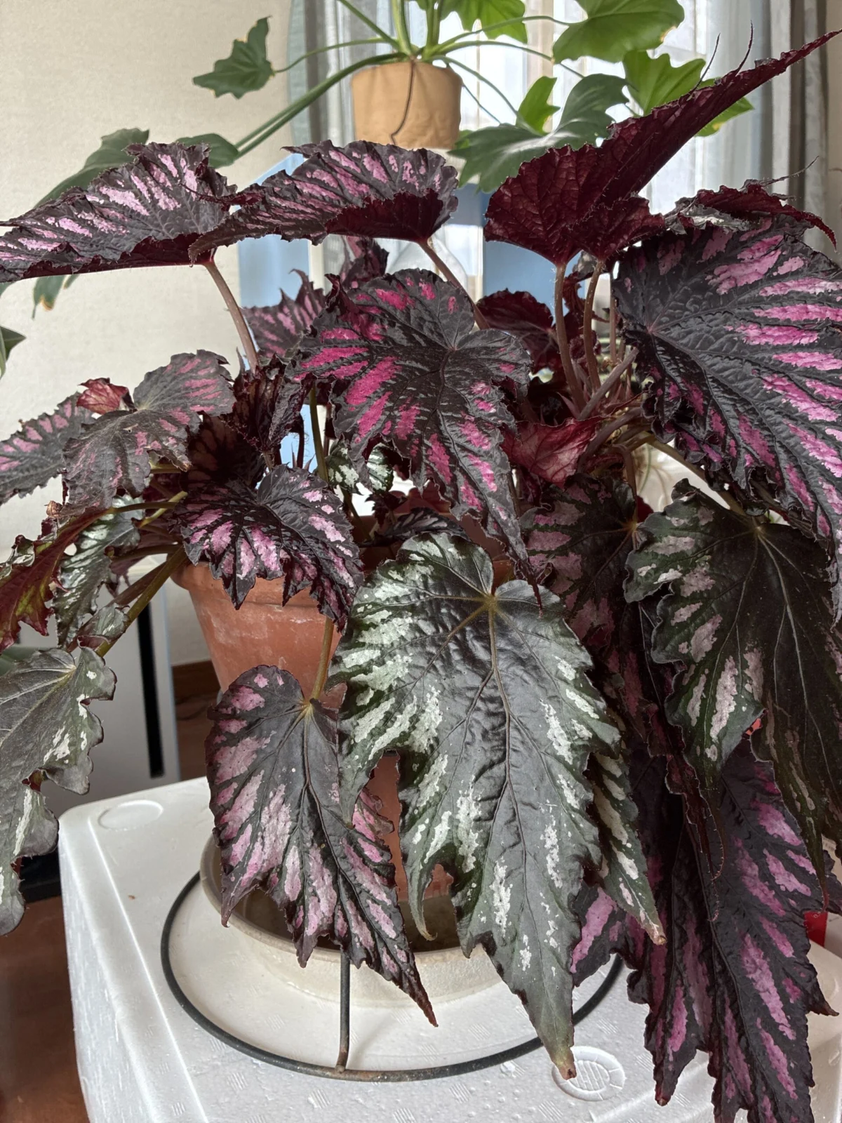 レックスベコニア