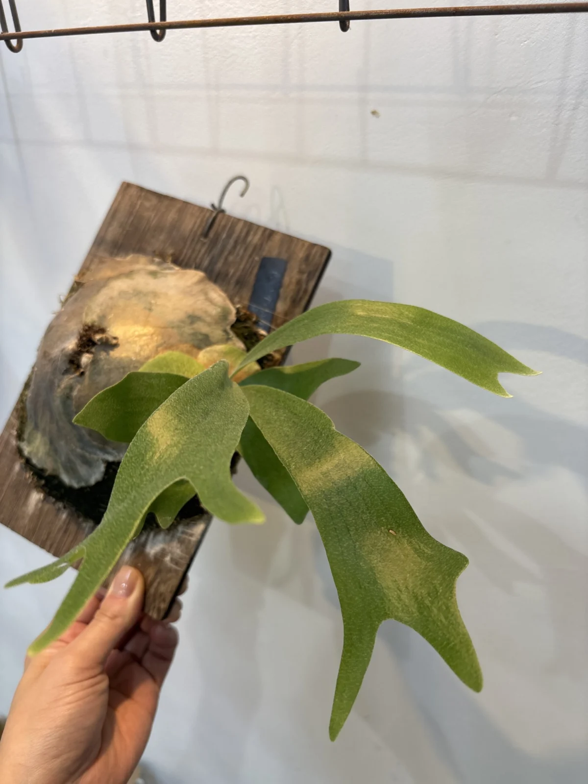 ビカクシダ ダンシングヒーロー