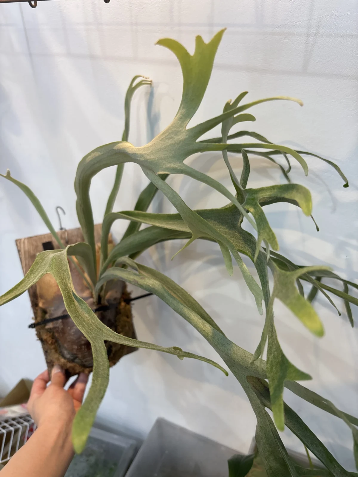 ビカクシダ 写楽