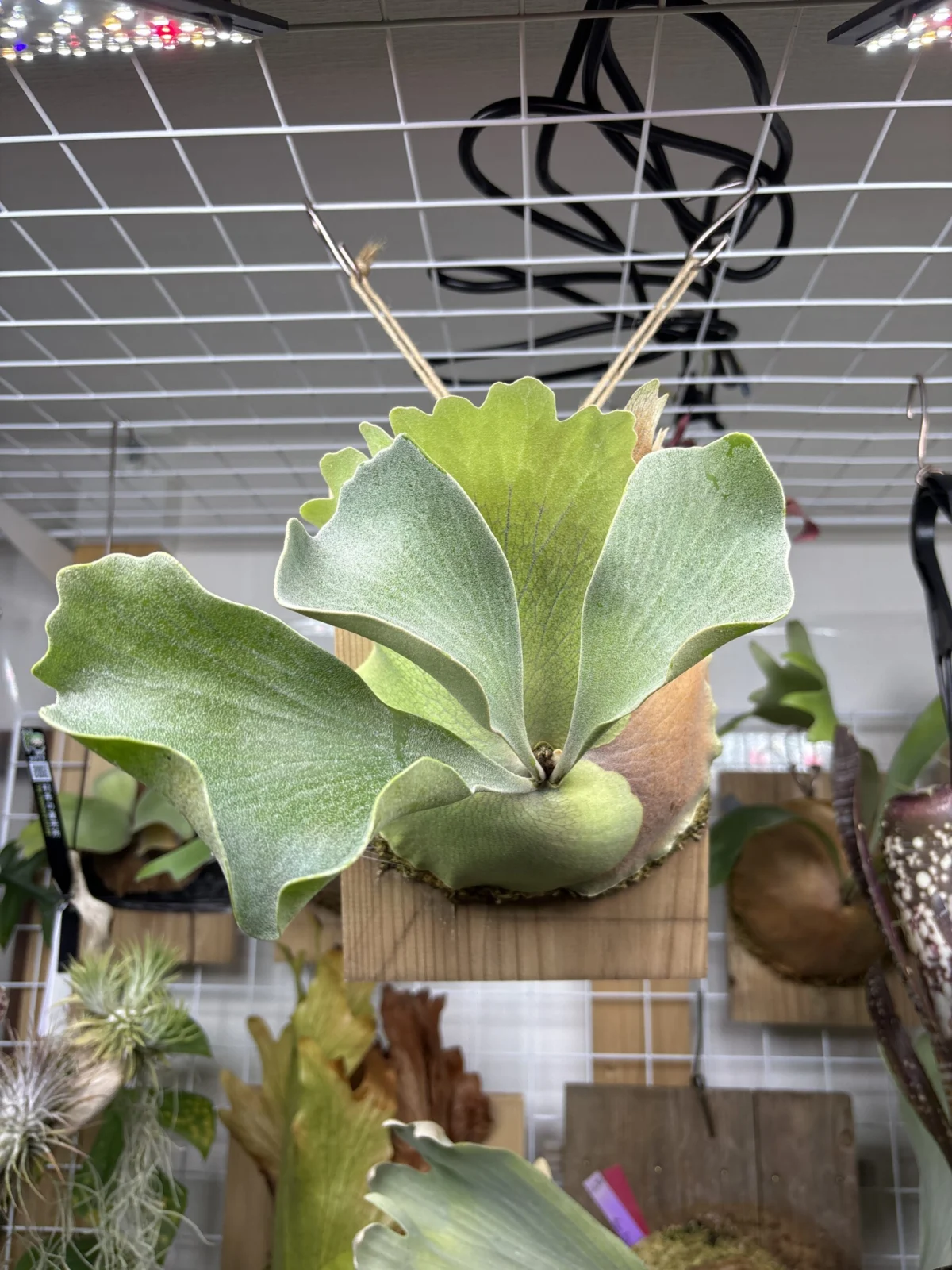 ビカクシダ　デラロッチャ