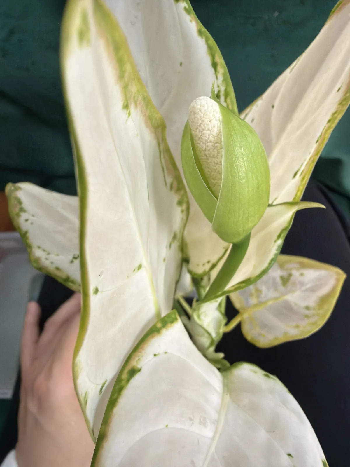 アグラオネマ　スーパーホワイト　花