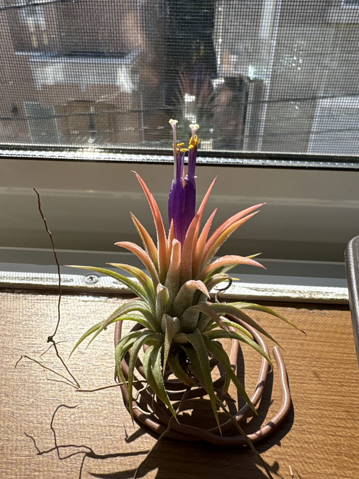 チランジア　ソル