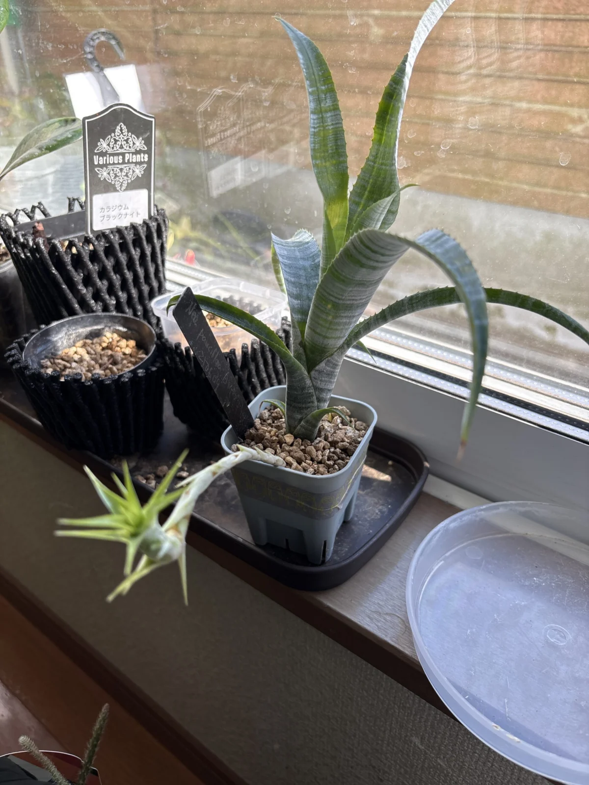 ネオレゲリア　パウシフローラ