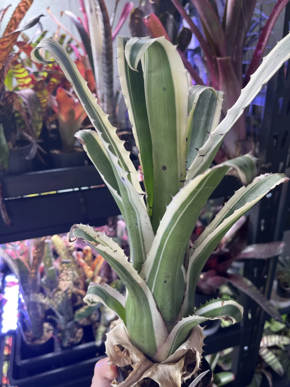 ホヘンベルギア　カーラ