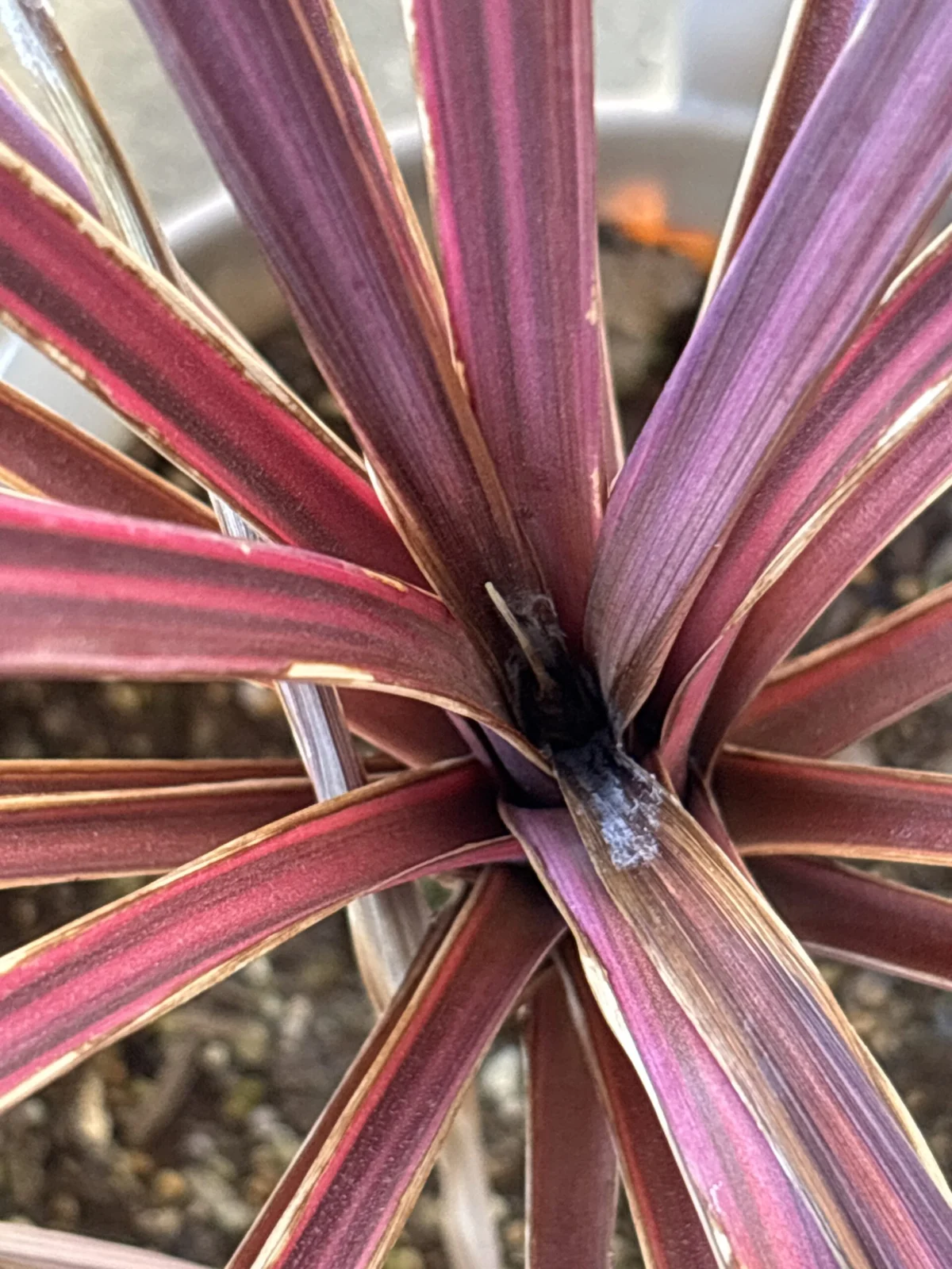 コルジリネ　サルサ　ホムセン