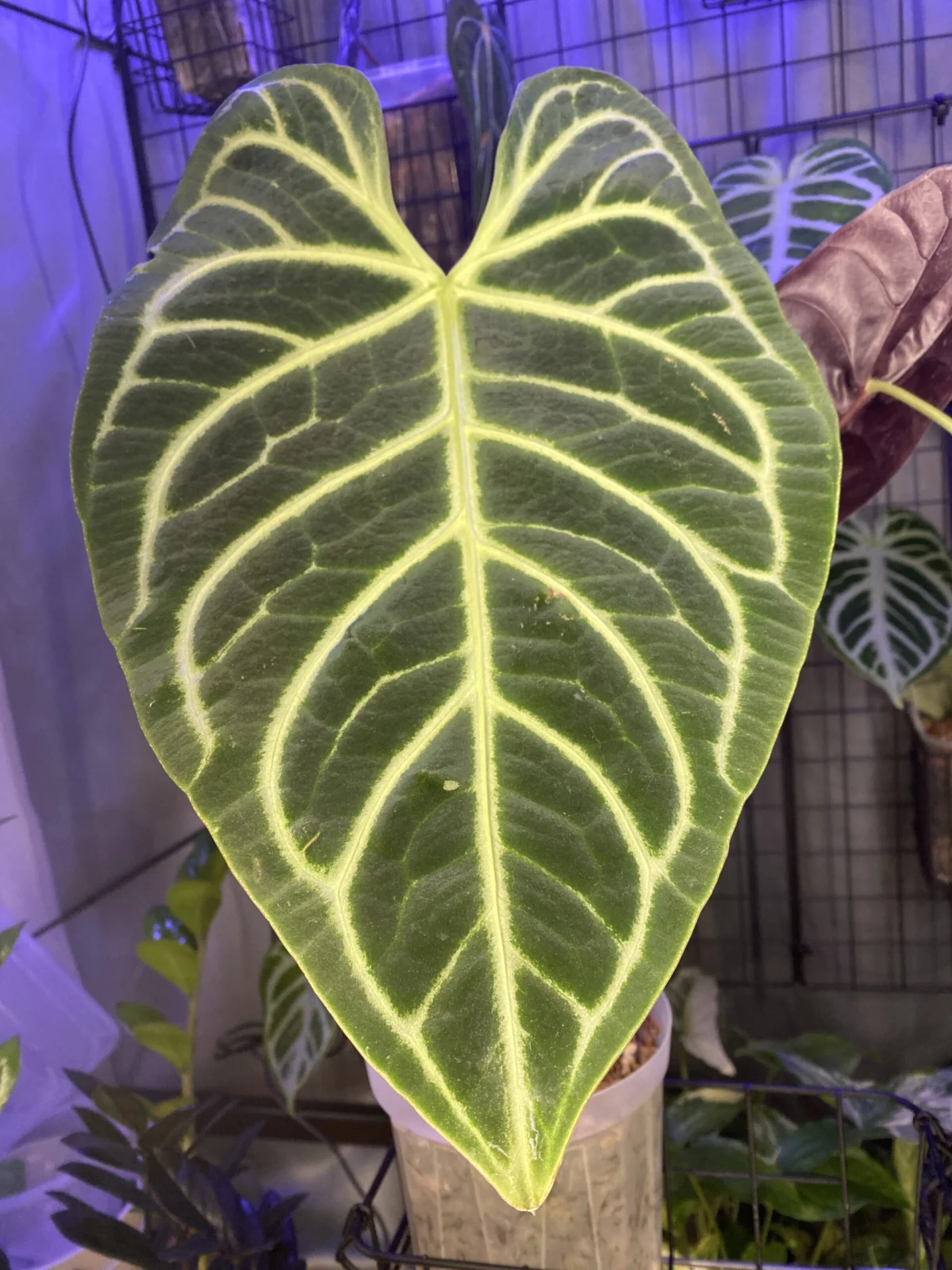 アンスリウム　レガレ