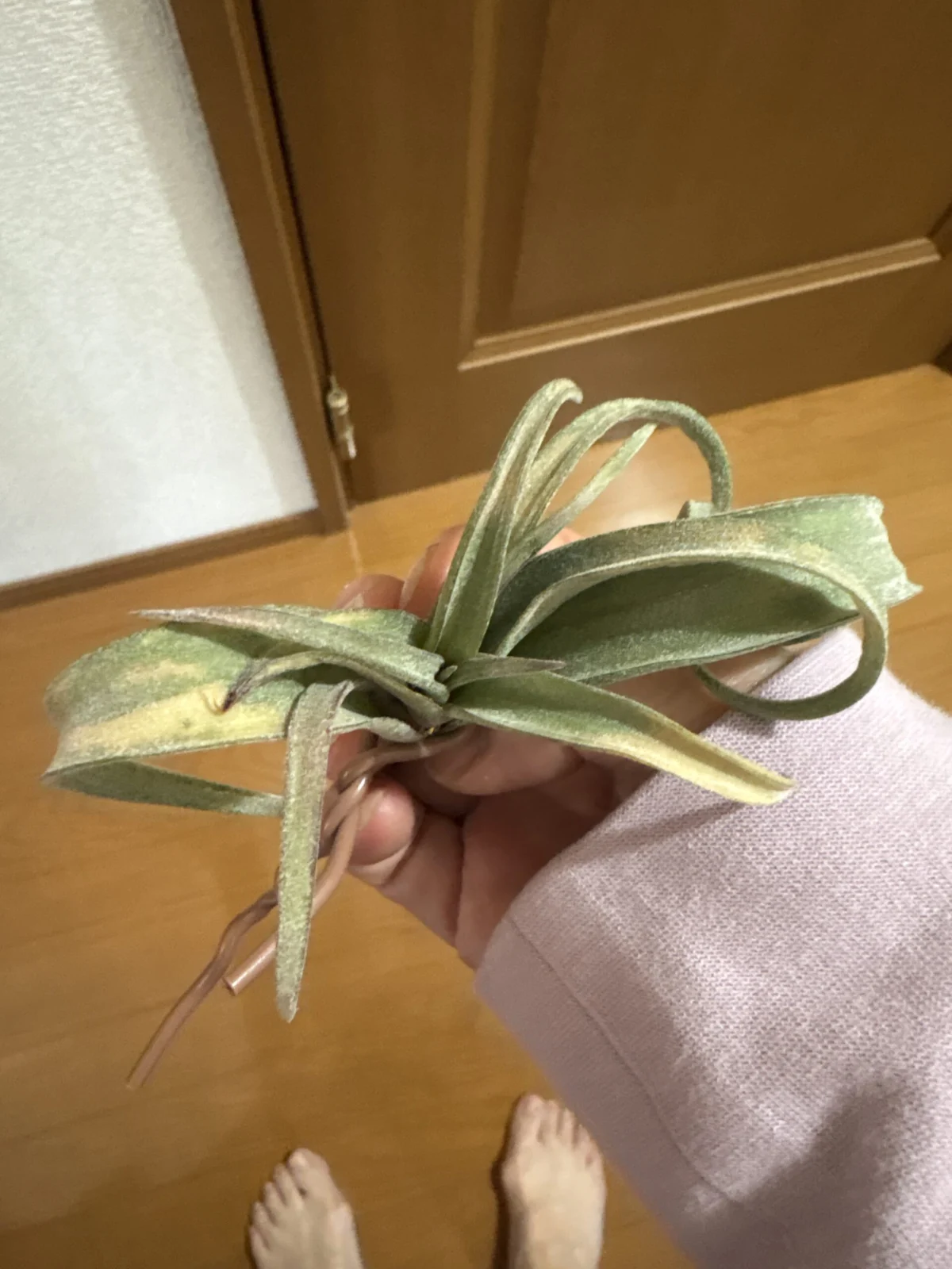 ティランジア